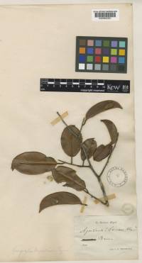 https://powo.science.kew.org/taxon/urn:lsid:ipni.org:names:383601-1