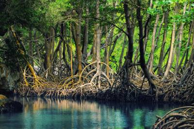 hutan_mangrove.jpg hutan_mangrove.jpg