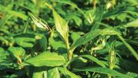 daun-kesum.jpg