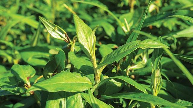 daun-kesum.jpg