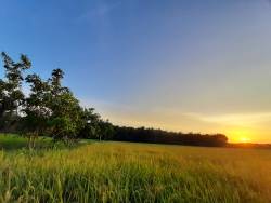 lahan_sawah_padi_di_desa_indrapura.jpg