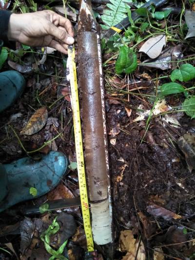 Mineral Substratum Gambut