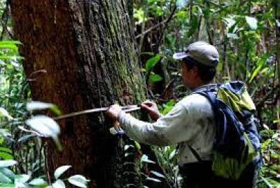 pengkuran_biomassa_cadangan_karbon_lahan_gambut.jpg
