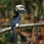 anthracoceros-albirostris-oriental-pied-hornbill-w-1500.jpg
