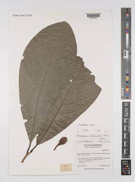 medang_liut_powo.jpg medang_liut_powo.jpg