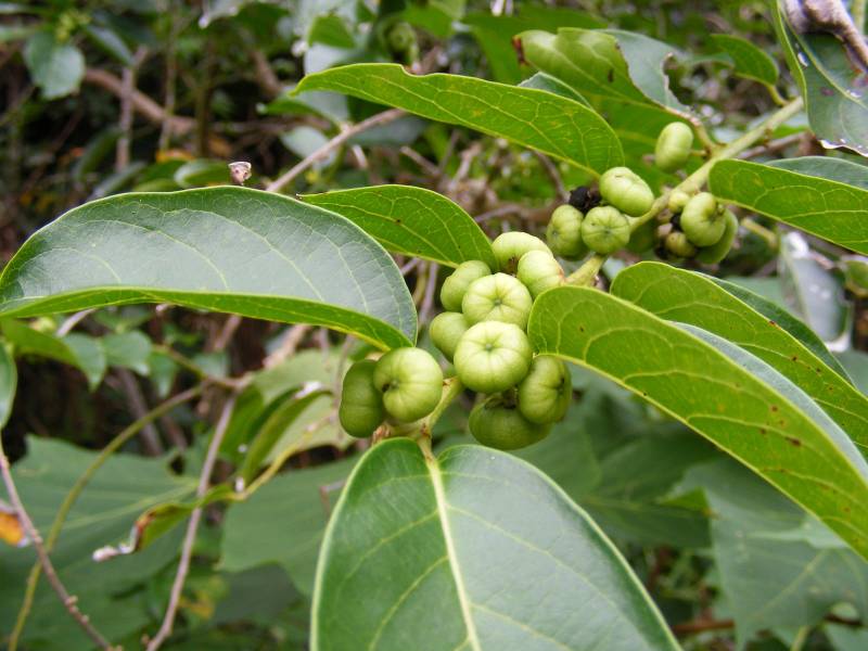 ranti_powo.jpg ranti_powo.jpg