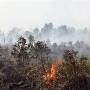 kebakaran_gambut_1.jpg