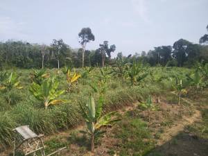 lahan agroforestry<imgcaption image1|>Adds an ImageCaption tag</imgcaption>