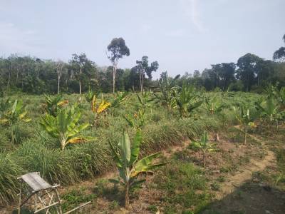 lahan agroforestry<imgcaption image1|>Adds an ImageCaption tag</imgcaption>