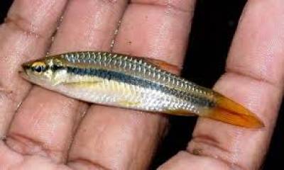 Ikan Seluang Gambut
