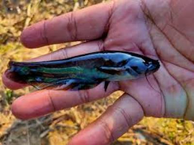 ikan_tapah.jpeg