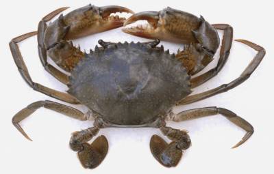 kepitingrawa.jpg