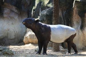 tapir_asia.jpeg
