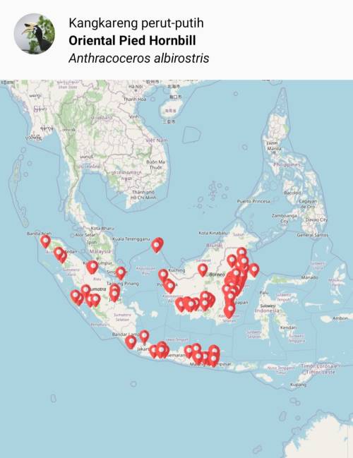 sebaranburungkangkareng.jpeg