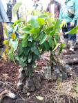 Bibit Shorea balangeran