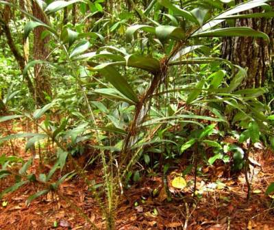 rotan_calamus_sp.jpg