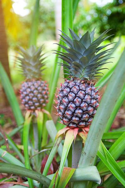 tanaman-nanas.jpg