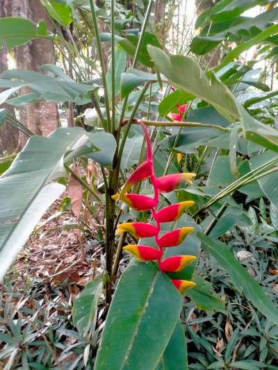 pisang-pisangan
