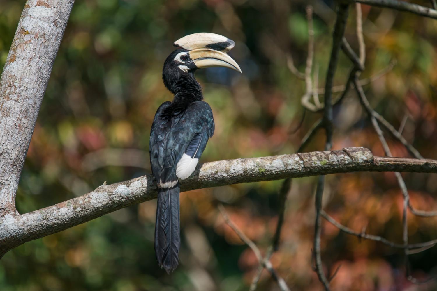 anthracoceros-albirostris-oriental-pied-hornbill-w-1500.jpg anthracoceros-albirostris-oriental-pied-hornbill-w-1500.jpg